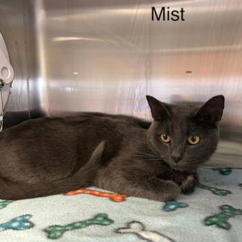 Domestic Short Hair Cats Available for Adoption in Knoxville, Tennessee - Mist | PetCurious