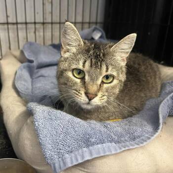 Tabby Cats Available for Adoption - Yvette (the Size Of A Kitten!) | PetCurious