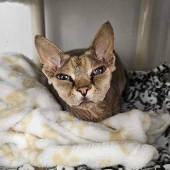 Erebus -  Sphynx Hairless Cat Cat for Adoption in Dover, New Hampshire - Erebus | PetCurious