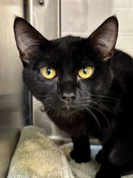 Rescue Domestic Short Hair Cats for Adoption in Wichita, Kansas - Phil Collins | PetCurious