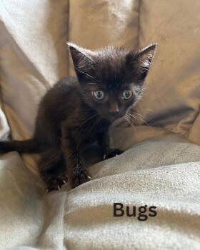 Bugs -  Domestic Short Hair Cat for Adoption in Leonardtown, Maryland - Bugs | PetCurious