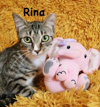 Rina -  Tabby Cat for Adoption in St. Augustine, Florida - Rina | PetCurious