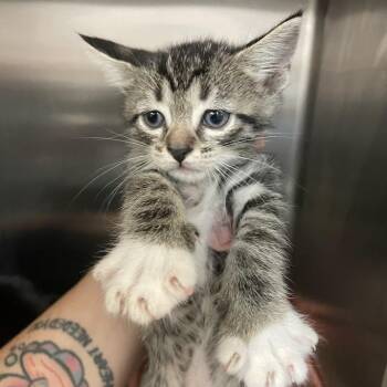 Keanu -  Domestic Short Hair Cat for Adoption in Port Charlotte, Florida - Keanu | PetCurious