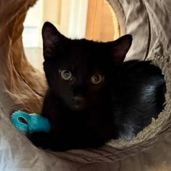 Domestic Short Hair Cats Available for Adoption in Pleasanton, California - Koda | PetCurious