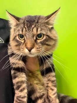 Burger -  Domestic Medium Hair Cat for Adoption in Delson, Quebec - Burger | PetCurious