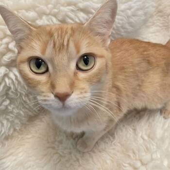 Peaches -  Domestic Short Hair Cat for Adoption in Lauderdale, Minnesota - Peaches | PetCurious