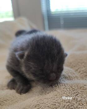 Ash -  Domestic Short Hair Cat for Adoption in Lafayette, Indiana - Ash | PetCurious