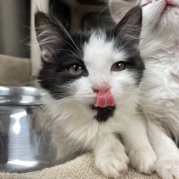 Rescue Domestic Long Hair Cats for Adoption in Roanoke, Virginia - Rachel | PetCurious