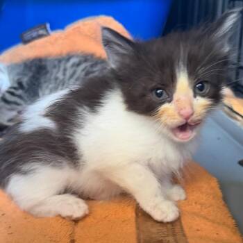 Aria-Not available for adoption -  Domestic Short Hair Cat for Adoption in St. Helena, California - Aria-Not Available For Adoption | PetCurious