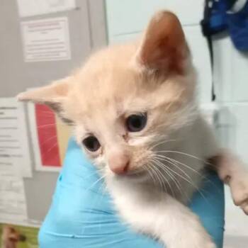 Clyde -  Domestic Short Hair Cat Available for Adoption in Beaumont, Texas - Clyde | PetCurious