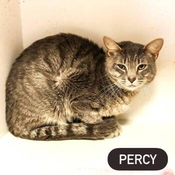 Rescue Tabby Cats for Adoption in Pegram, Tennessee - PERCY | PetCurious