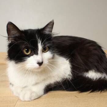 Domestic Medium Hair Cats Available for Adoption in Minnetonka, Minnesota - Star C69210 | PetCurious