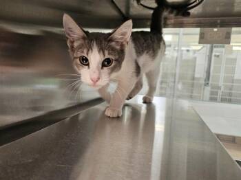 MAISIE -  Domestic Short Hair Cat for Adoption in Pueblo, Colorado - MAISIE | PetCurious