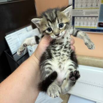 Rescue Domestic Short Hair Cats for Adoption in Hamilton, Georgia - Mulan | PetCurious