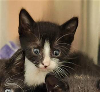 Domestic Short Hair Cats Available for Adoption in Fort Lauderdale, Florida - A2475562 | PetCurious