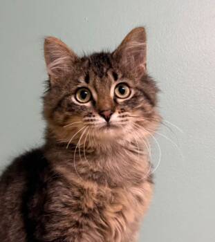 Marcus -  Domestic Long Hair Cat for Adoption in Amery, Wisconsin - Marcus | PetCurious