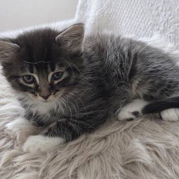 Sam -  Domestic Medium Hair Cat for Adoption in Buffalo, New York - Sam | PetCurious