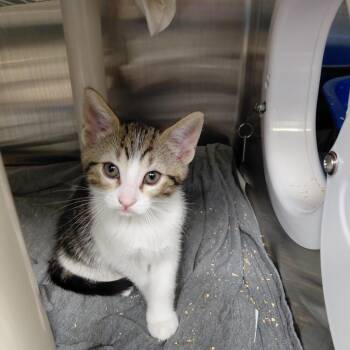 Domestic Short Hair Cats Available for Adoption in Philadelphia, Pennsylvania - Jam | PetCurious