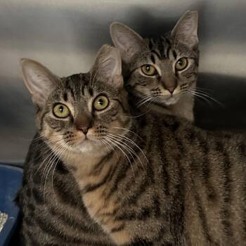 Domestic Short Hair Cats Available for Adoption - Sisters Waiting For A New Home  | PetCurious