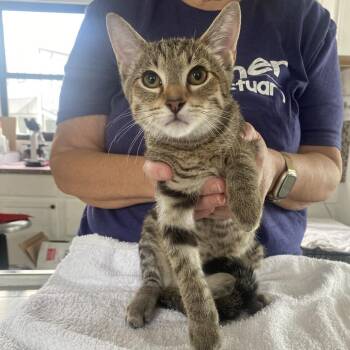 Nugget -  Domestic Short Hair Cat for Adoption in Chapel Hill, North Carolina - Nugget | PetCurious