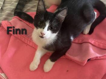 Finn -  Domestic Short Hair Cat for Adoption in Temple, Pennsylvania - Finn | PetCurious