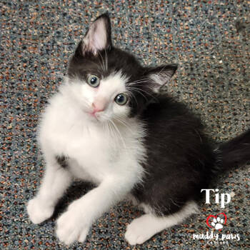 Rescue Domestic Short Hair Cats for Adoption in Council Bluffs, Iowa - Total Trio: Tip | PetCurious