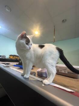 Gertie Grant 9 -  Domestic Short Hair Cat for Adoption in Rome, Georgia - Gertie Grant 9 | PetCurious