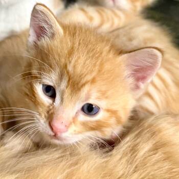Wren -  Domestic Short Hair Cat for Adoption in Kansas City, Missouri - Wren | PetCurious