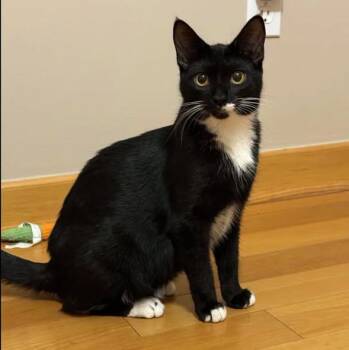 Callie -  Tuxedo Cat for Adoption in Westland, Michigan - Callie | PetCurious