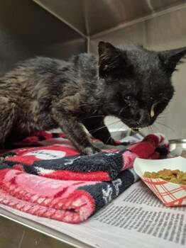 Sf 6 -  Domestic Short Hair Cat for Adoption in Lawrenceville, Georgia - Sf 6 | PetCurious