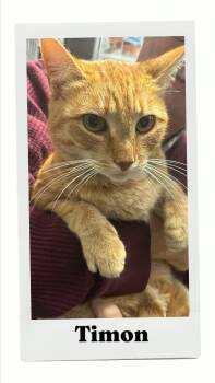Timon -  Domestic Short Hair Cat for Adoption in Caistor Centre, Ontario - Timon | PetCurious