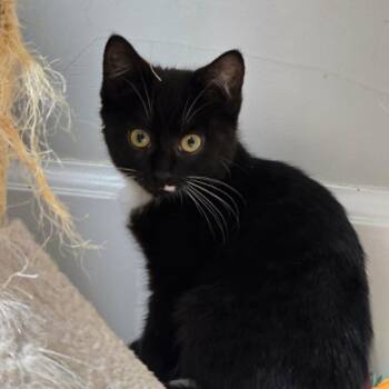 Miranda -  Domestic Short Hair Cat for Adoption in Abbotsford, British Columbia - Miranda | PetCurious