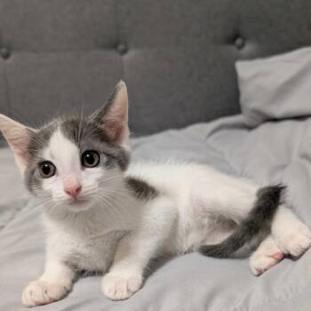 Elizabeth -  Domestic Short Hair Cat for Adoption in Valdosta, Georgia - Elizabeth | PetCurious