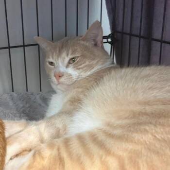 Domestic Short Hair Cats Available for Adoption in Cincinnati, Ohio - Dune | PetCurious