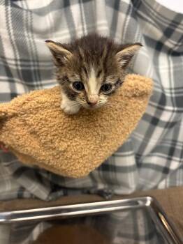 Vivian -  Domestic Short Hair Cat for Adoption in Algona, Iowa - Vivian | PetCurious