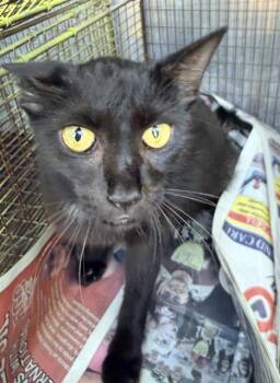AMORA -  Domestic Short Hair Cat for Adoption in San Antonio, Texas - AMORA | PetCurious
