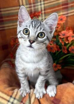 7/19/26 Ulysses -  Domestic Short Hair Cat for Adoption in Stillwater, Oklahoma - 7/19/26 Ulysses | PetCurious