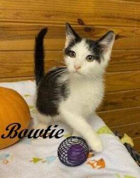 Bowtie -  Tuxedo Cat for Adoption in Southern Pines, North Carolina - Bowtie | PetCurious