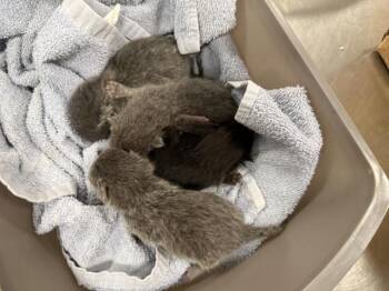 A1932993 -  Domestic Short Hair Cat for Adoption in Thousand Palms, California - A1932993 | PetCurious