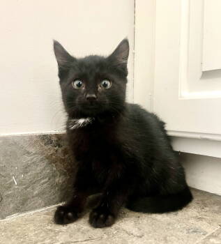 Rescue Domestic Short Hair Cats for Adoption in Camden, South Carolina - Pip (Available For Pre-adoption) | PetCurious