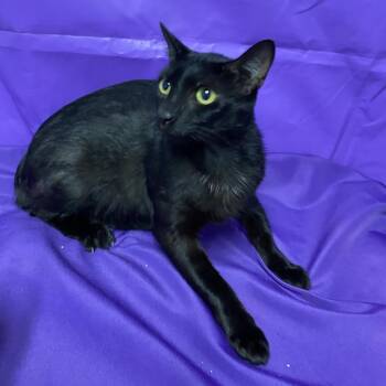 Mike -  Domestic Short Hair Cat for Adoption in North Myrtle Beach, South Carolina - Mike | PetCurious