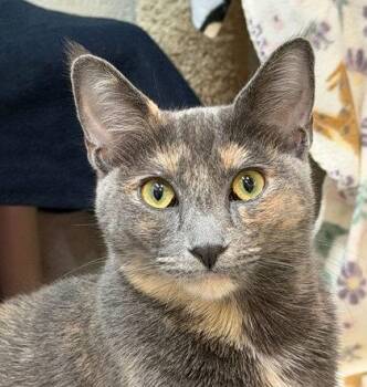 Domestic Medium Hair Cats Available for Adoption - Homebody | PetCurious