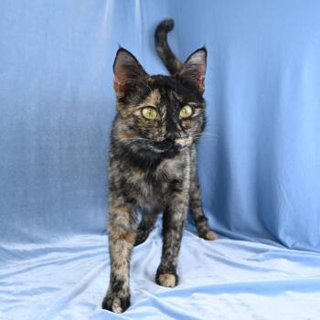 Domestic Short Hair Cats Available for Adoption in Mobile, Alabama - Sadie | PetCurious
