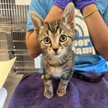 Thor -  Domestic Short Hair Cat for Adoption in Oak Brook, Illinois - Thor | PetCurious