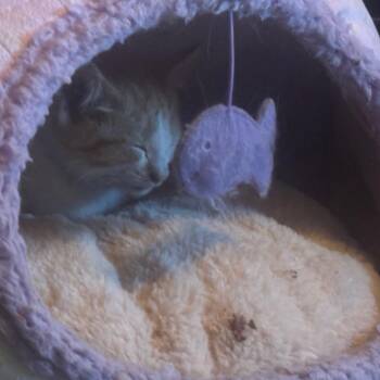 Poptart -  Domestic Short Hair Cat for Adoption in Rochester, Minnesota - Poptart | PetCurious