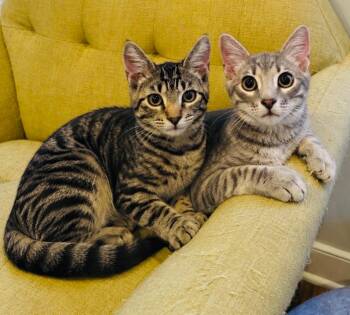 Carlisle and Pep -  American Shorthair Cat for Adoption in Philadelphia, Pennsylvania - Carlisle And Pep | PetCurious
