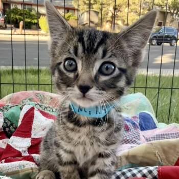Butters -  Domestic Short Hair Cat Available for Adoption in Fort Collins, Colorado - Butters | PetCurious