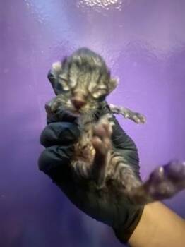 61419264 -  Domestic Short Hair Cat for Adoption in El Paso, Texas - 61419264 | PetCurious