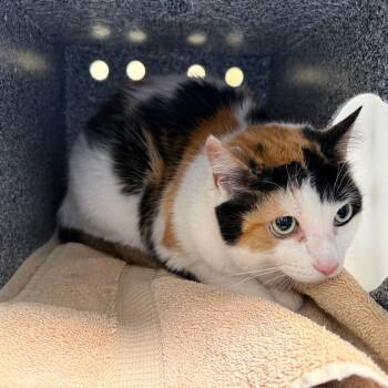 Domestic Short Hair Cats Available for Adoption in Pasadena, California - Sasha | PetCurious