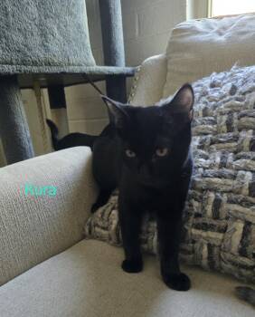Kura -  Domestic Short Hair Cat for Adoption in Phoenix, Arizona - Kura | PetCurious